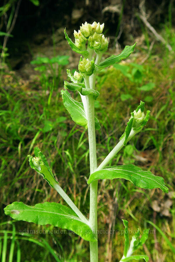 two-color cudweed (Pseudognaphalium biolettii (Gnaphalium bicolor)) [Skyline-to-the-Sea Bypass Trail, Big Basin Redwoods State Park, Santa Cruz County, California]