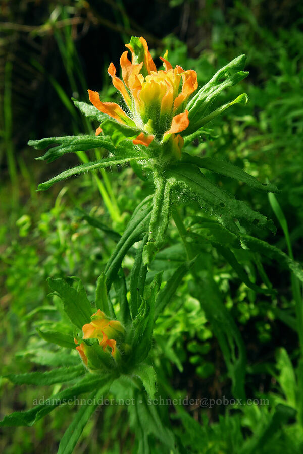 paintbrush (Castilleja sp.) [Skyline-to-the-Sea Bypass Trail, Big Basin Redwoods State Park, Santa Cruz County, California]