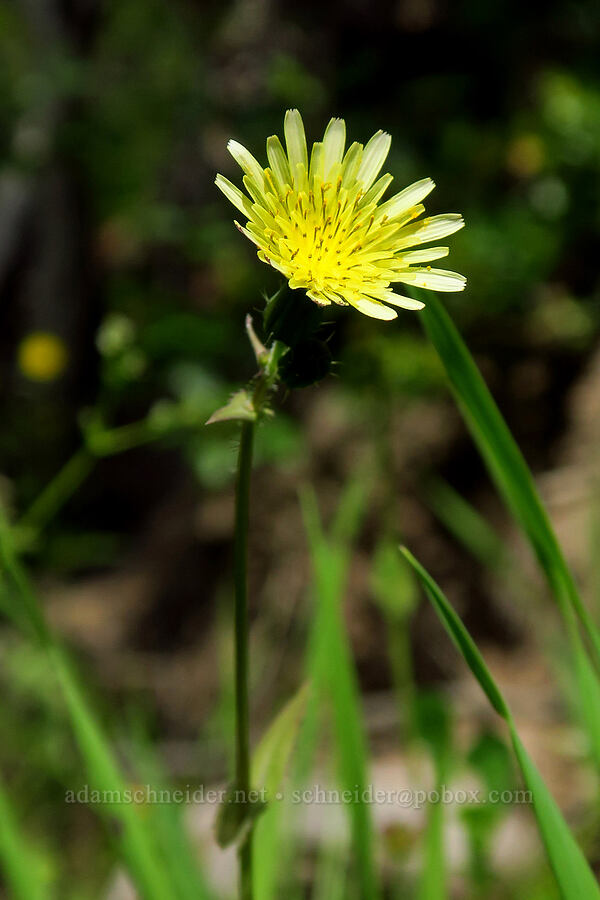 common sow-thistle (Sonchus oleraceus) [Skyline-to-the-Sea Bypass Trail, Big Basin Redwoods State Park, Santa Cruz County, California]