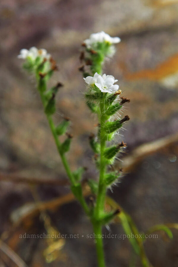 pointed cryptantha (Cryptantha muricata) [Skyline-to-the-Sea Bypass Trail, Big Basin Redwoods State Park, Santa Cruz County, California]