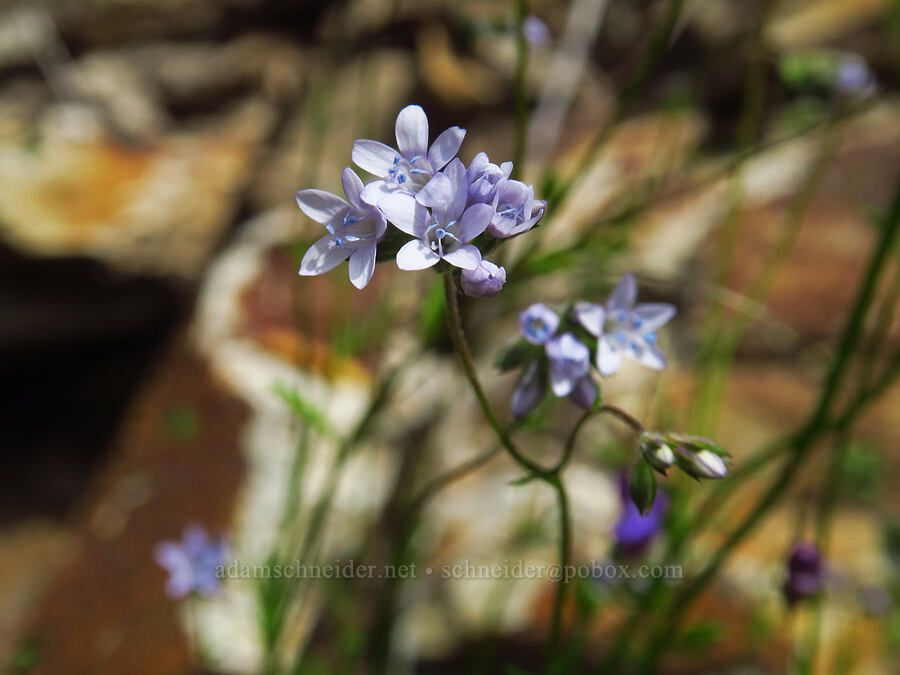 California gilia (Gilia achilleifolia ssp. achilleifolia) [Skyline-to-the-Sea Bypass Trail, Big Basin Redwoods State Park, Santa Cruz County, California]