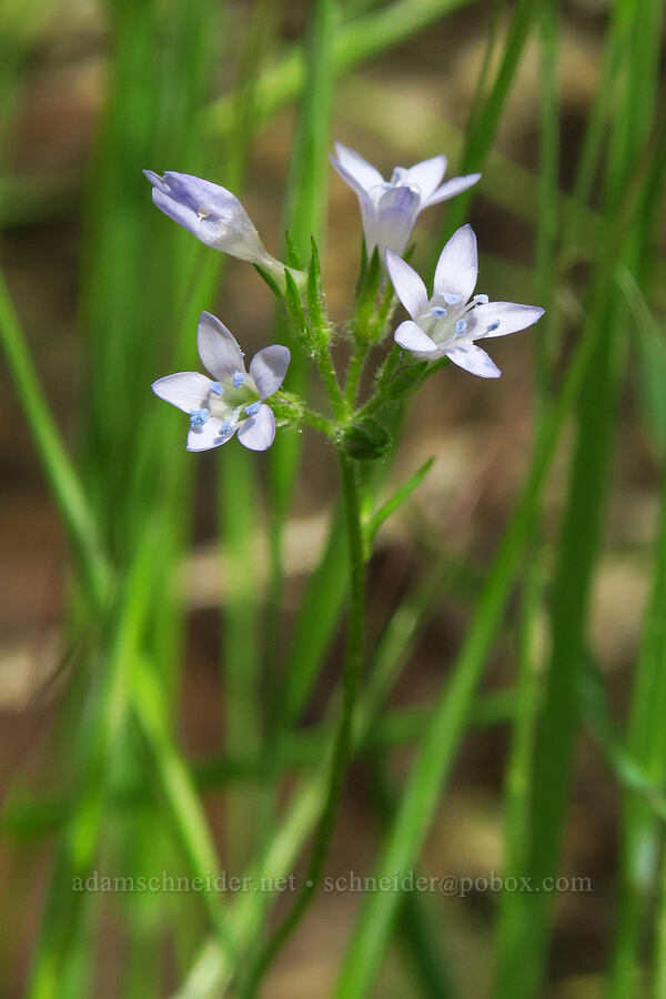 many-stemmed gilia (Gilia achilleifolia ssp. multicaulis (Gilia multicaulis)) [Skyline-to-the-Sea Bypass Trail, Big Basin Redwoods State Park, Santa Cruz County, California]