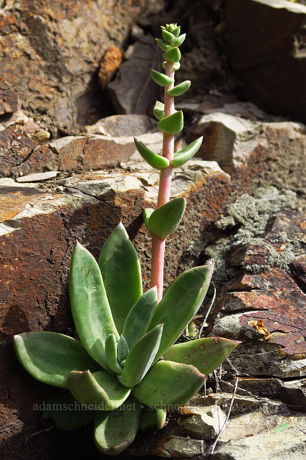 rock-lettuce (Dudleya cymosa) [Skyline-to-the-Sea Bypass Trail, Big Basin Redwoods State Park, Santa Cruz County, California]