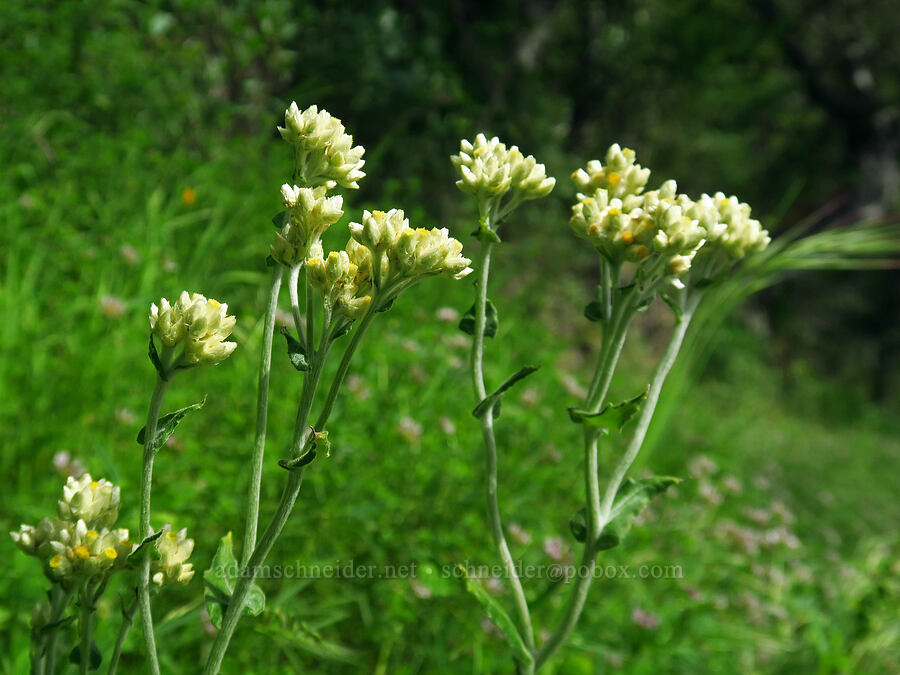 two-color cudweed (Pseudognaphalium biolettii (Gnaphalium bicolor)) [Skyline-to-the-Sea Bypass Trail, Big Basin Redwoods State Park, Santa Cruz County, California]