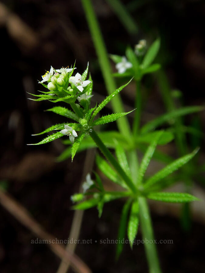 bedstraw (Galium aparine) [Skyline-to-the-Sea Bypass Trail, Big Basin Redwoods State Park, Santa Cruz County, California]