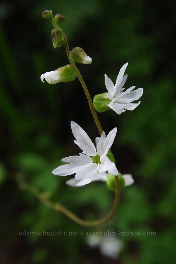 hillside woodland stars (Lithophragma heterophyllum) [Skyline-to-the-Sea Bypass Trail, Big Basin Redwoods State Park, Santa Cruz County, California]