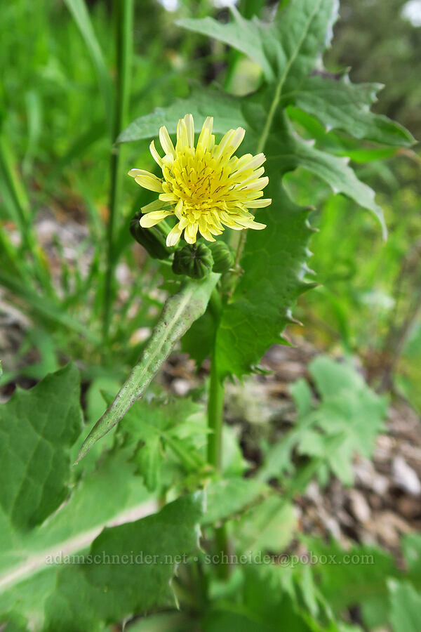 rough hawksbeard (Crepis vesicaria ssp. taraxacifolia) [Skyline-to-the-Sea Bypass Trail, Big Basin Redwoods State Park, Santa Cruz County, California]