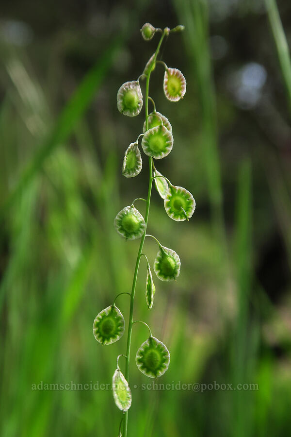 fringe-pod (Thysanocarpus curvipes) [Skyline-to-the-Sea Bypass Trail, Big Basin Redwoods State Park, Santa Cruz County, California]
