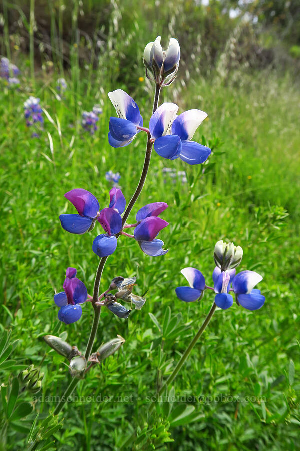 sky lupine (Lupinus nanus) [Skyline-to-the-Sea Bypass Trail, Big Basin Redwoods State Park, Santa Cruz County, California]
