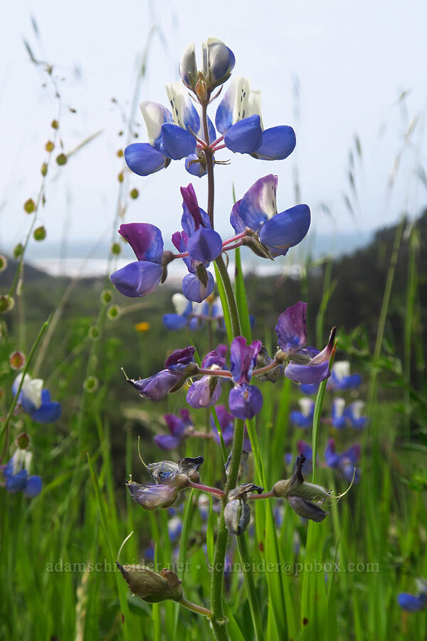 sky lupine (Lupinus nanus) [Skyline-to-the-Sea Bypass Trail, Big Basin Redwoods State Park, Santa Cruz County, California]