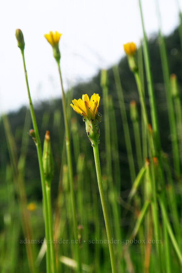 smooth cat's-ear (Hypochaeris glabra) [Skyline-to-the-Sea Bypass Trail, Big Basin Redwoods State Park, Santa Cruz County, California]