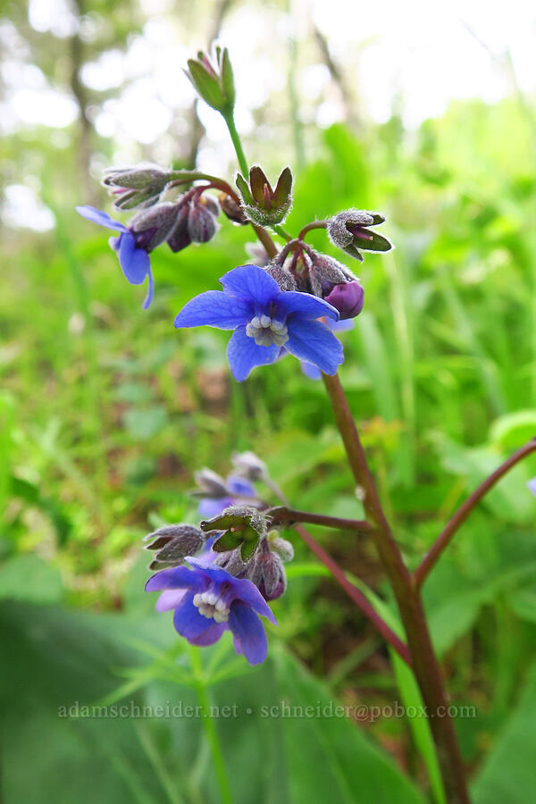 great hound's-tongue (Adelinia grandis (Cynoglossum grande)) [Skyline-to-the-Sea Bypass Trail, Big Basin Redwoods State Park, Santa Cruz County, California]