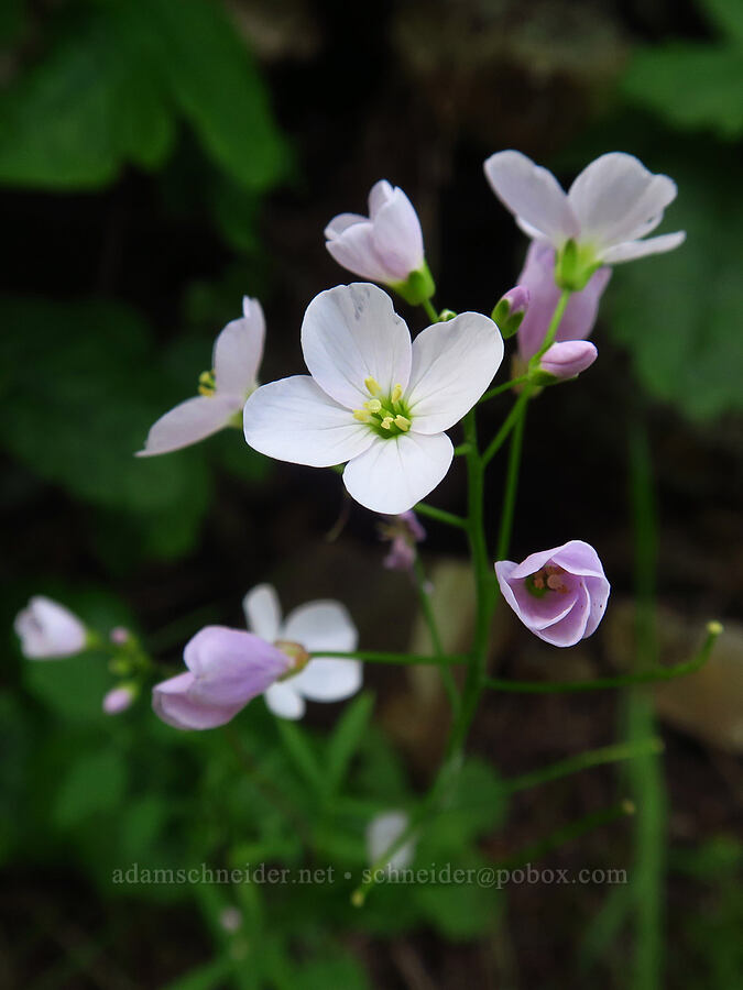 milkmaids (California toothwort) (Cardamine californica) [Skyline-to-the-Sea Bypass Trail, Big Basin Redwoods State Park, Santa Cruz County, California]