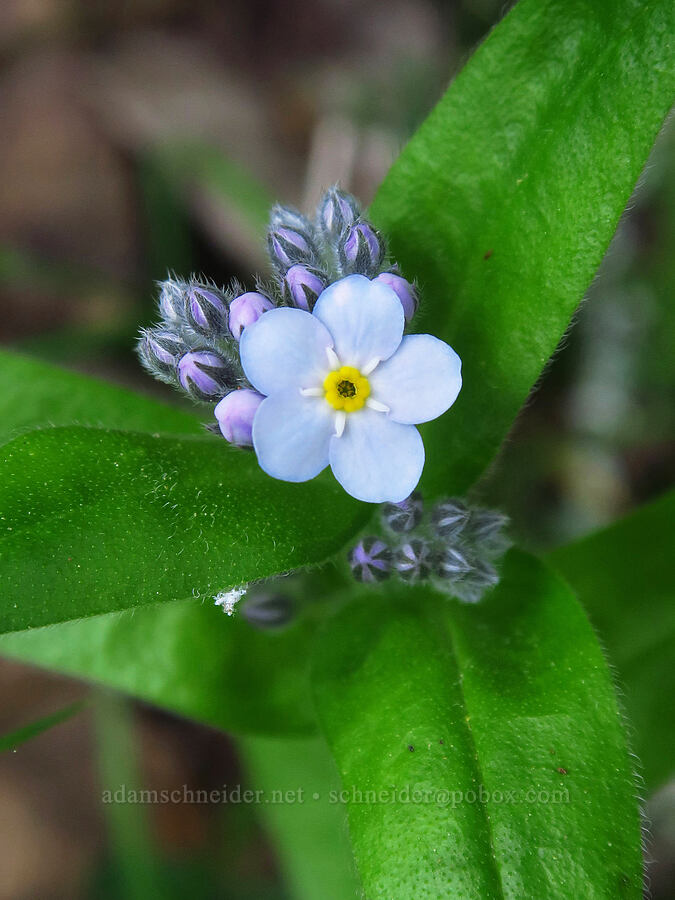 forget-me-nots (Myosotis latifolia) [Skyline-to-the-Sea Bypass Trail, Big Basin Redwoods State Park, Santa Cruz County, California]