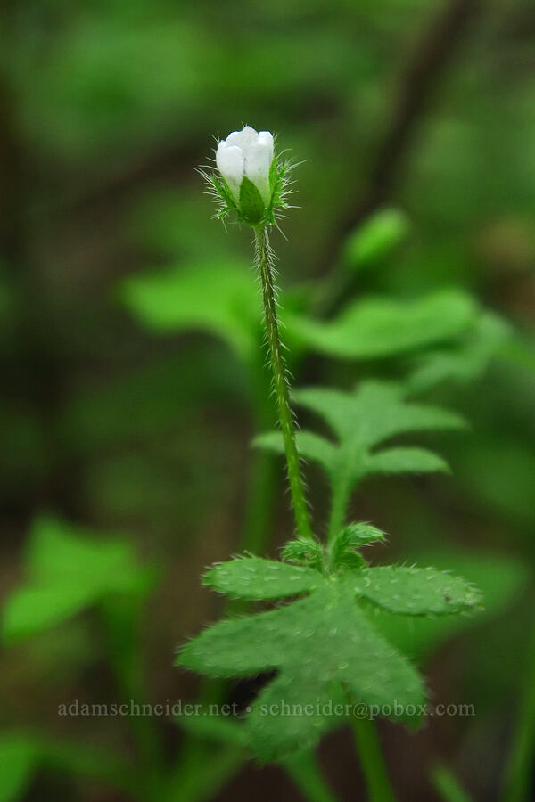 canyon nemophila (Nemophila heterophylla) [Skyline-to-the-Sea Bypass Trail, Big Basin Redwoods State Park, Santa Cruz County, California]