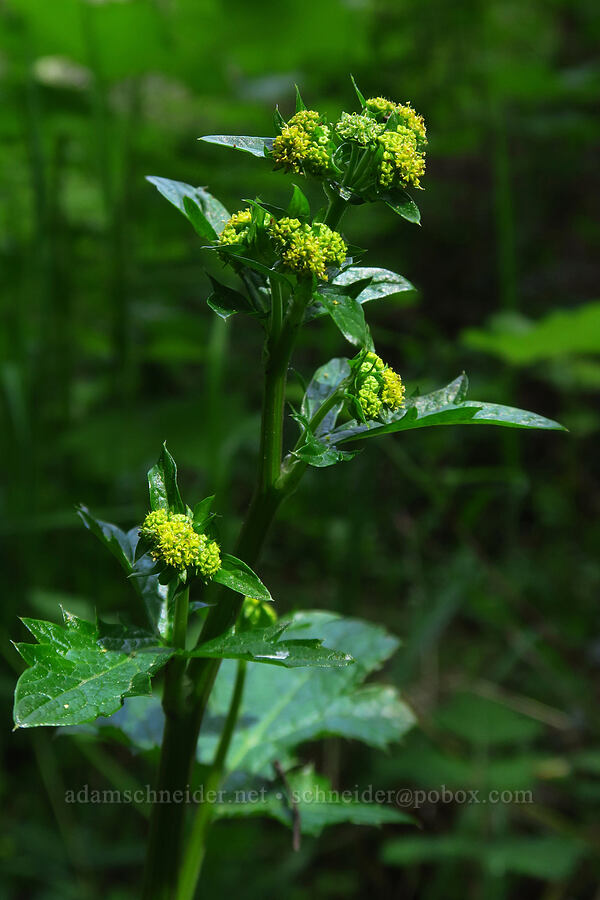 Pacific snakeroot (Sanicula crassicaulis) [Skyline-to-the-Sea Bypass Trail, Big Basin Redwoods State Park, Santa Cruz County, California]