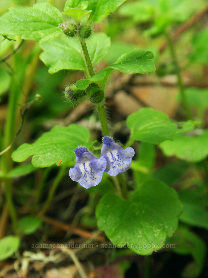 Danny's skullcap (Scutellaria tuberosa) [Skyline-to-the-Sea Bypass Trail, Big Basin Redwoods State Park, Santa Cruz County, California]