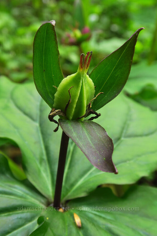 western trillium seed capsule (fruit) (Trillium ovatum) [Skyline-to-the-Sea Bypass Trail, Big Basin Redwoods State Park, Santa Cruz County, California]