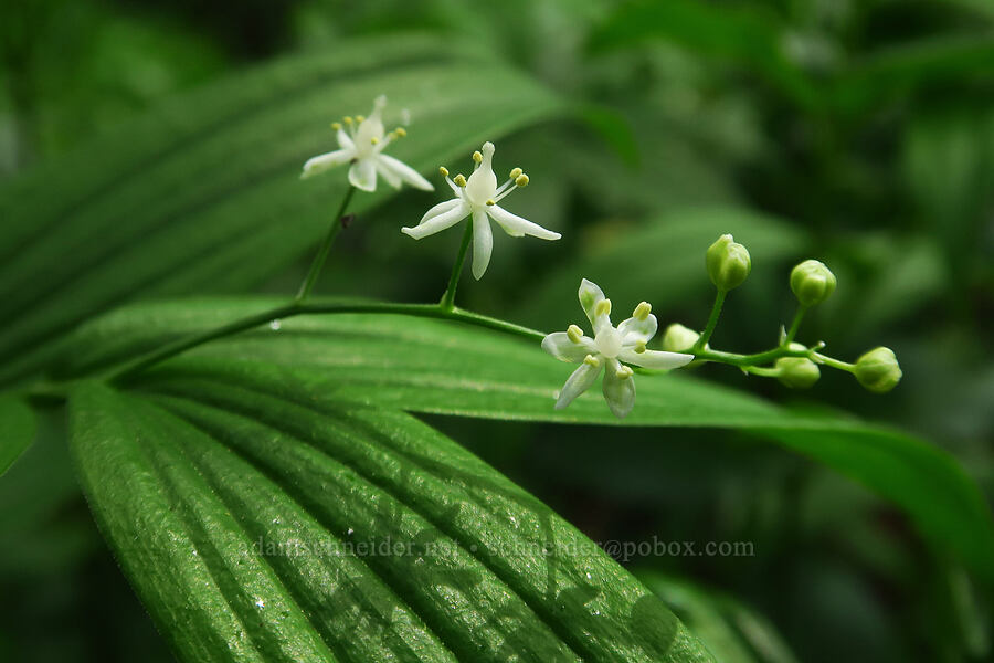 starry false solomon's-seal (Maianthemum stellatum (Smilacina stellata)) [Skyline-to-the-Sea Bypass Trail, Big Basin Redwoods State Park, Santa Cruz County, California]