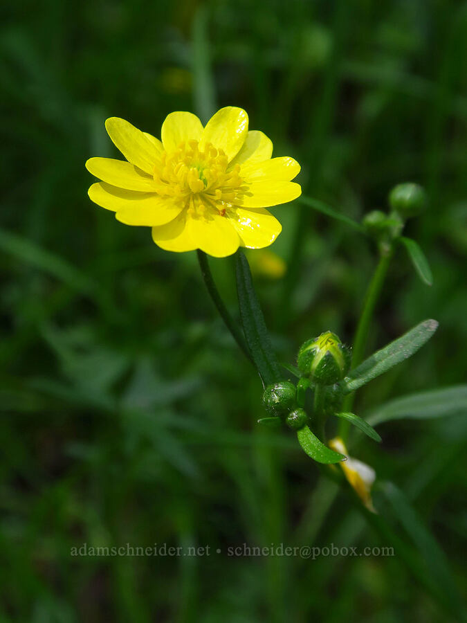California buttercup (Ranunculus californicus) [Skyline-to-the-Sea Trail, Big Basin Redwoods State Park, Santa Cruz County, California]