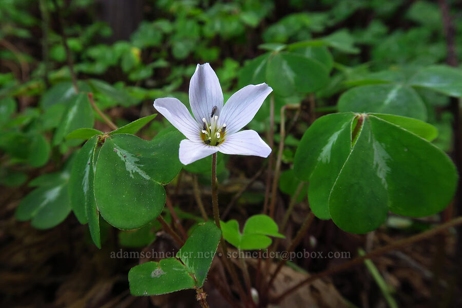 redwood sorrel (Oxalis oregana) [Skyline-to-the-Sea Trail, Big Basin Redwoods State Park, Santa Cruz County, California]