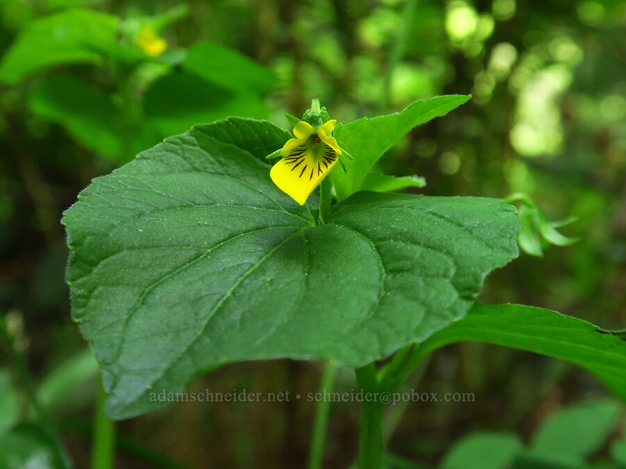 pioneer violet with weird flowers (Viola glabella) [Skyline-to-the-Sea Trail, Big Basin Redwoods State Park, Santa Cruz County, California]