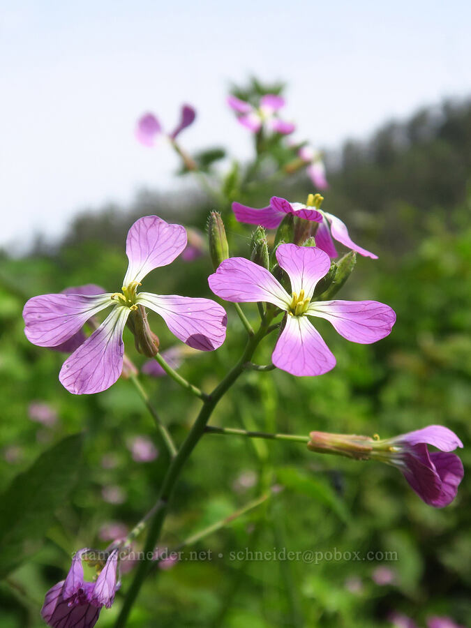 wild radish flowers (Raphanus sativus) [Skyline-to-the-Sea Trail, Big Basin Redwoods State Park, Santa Cruz County, California]