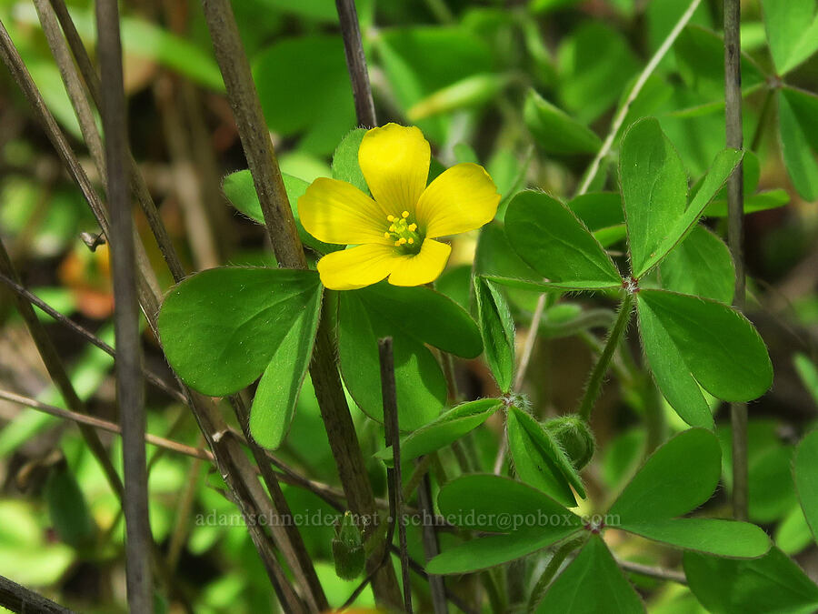 hairy wood sorrel (Oxalis pilosa (Oxalis albicans ssp. pilosa)) [Skyline-to-the-Sea Trail, Big Basin Redwoods State Park, Santa Cruz County, California]