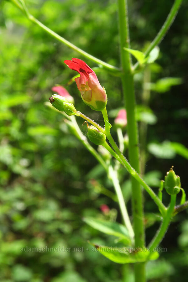 California figwort (Scrophularia californica) [Skyline-to-the-Sea Trail, Big Basin Redwoods State Park, Santa Cruz County, California]