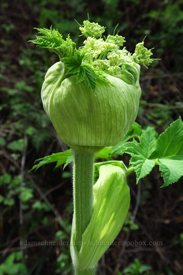 cow parsnip (Heracleum maximum) [Skyline-to-the-Sea Trail, Big Basin Redwoods State Park, Santa Cruz County, California]