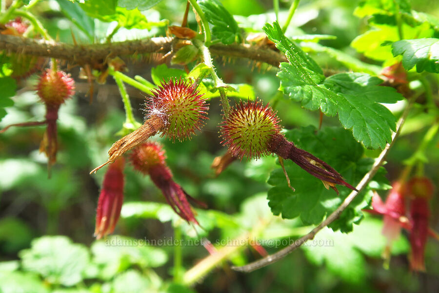 canyon gooseberries (Ribes menziesii) [Skyline-to-the-Sea Trail, Big Basin Redwoods State Park, Santa Cruz County, California]