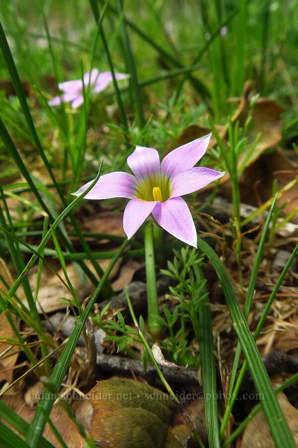 rosy sand-crocus (Romulea rosea) [Skyline-to-the-Sea Trail, Big Basin Redwoods State Park, Santa Cruz County, California]