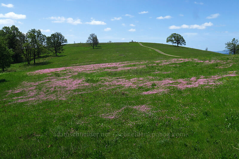 rosy plectritis (Plectritis congesta) [Baskett Slough NWR, Polk County, Oregon]