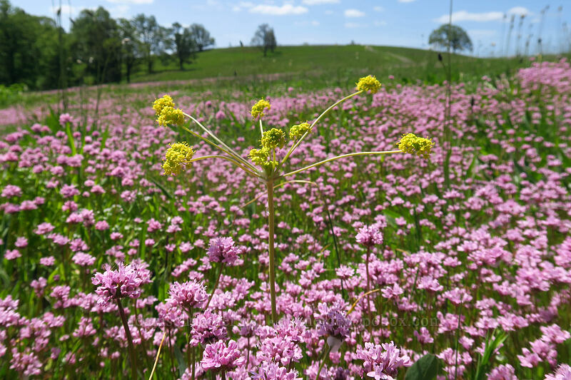 bare-stem desert parsley & rosy plectritis (Lomatium nudicaule, Plectritis congesta) [Baskett Slough NWR, Polk County, Oregon]