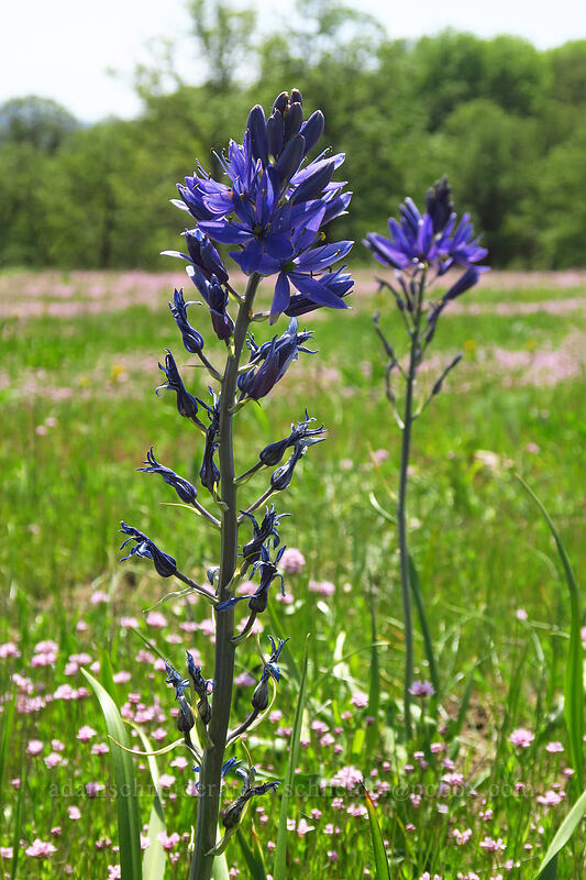great camas (Camassia leichtlinii ssp. suksdorfii) [Baskett Slough NWR, Polk County, Oregon]
