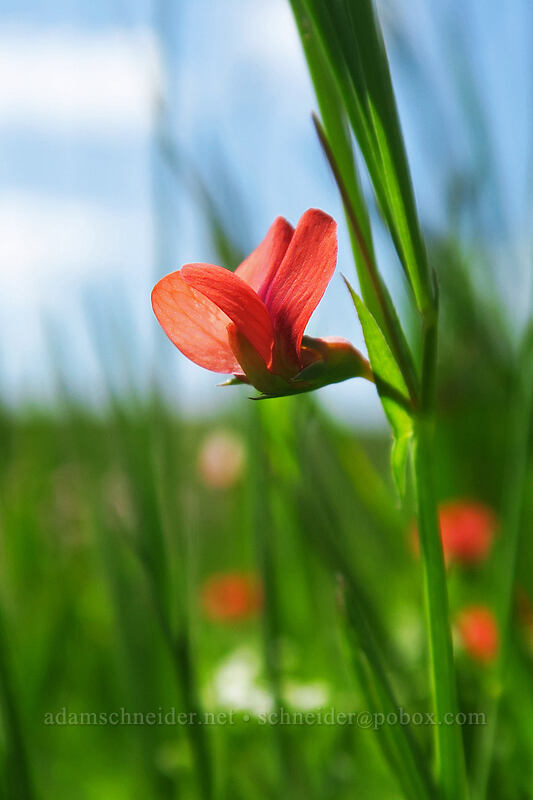 grass pea (Lathyrus sphaericus) [Baskett Slough NWR, Polk County, Oregon]