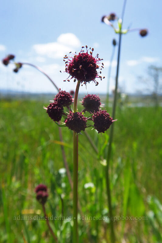 purple sanicle (Sanicula bipinnatifida) [Baskett Slough NWR, Polk County, Oregon]
