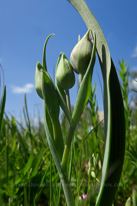 Tolmie's mariposa lily, budding (Calochortus tolmiei) [Baskett Slough NWR, Polk County, Oregon]