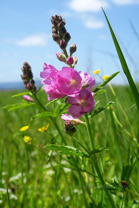 checker-mallow (Sidalcea sp.) [Baskett Slough NWR, Polk County, Oregon]