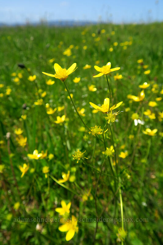 western buttercups (Ranunculus occidentalis) [Baskett Slough NWR, Polk County, Oregon]