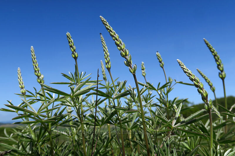 lupines, budding (Lupinus sp.) [Baskett Slough NWR, Polk County, Oregon]