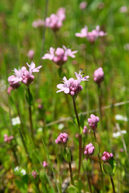 rosy plectritis (Plectritis congesta) [Baskett Slough NWR, Polk County, Oregon]