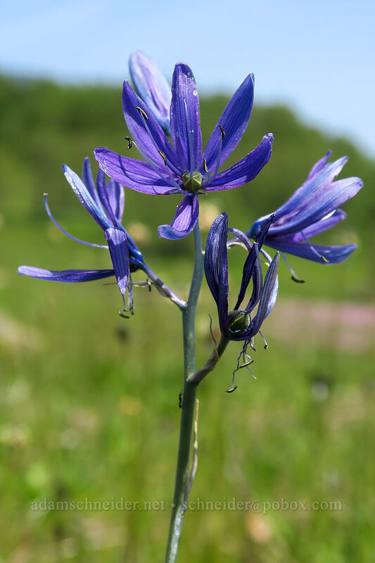 camas (Camassia quamash) [Baskett Slough NWR, Polk County, Oregon]