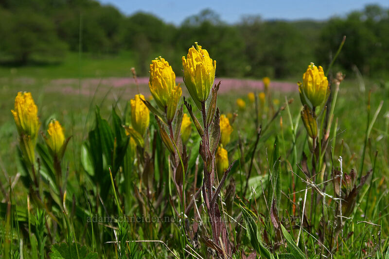 golden paintbrush (Castilleja levisecta) [Baskett Slough NWR, Polk County, Oregon]