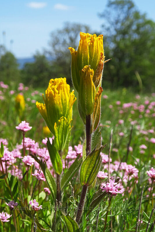 golden paintbrush & rosy plectritis (Castilleja levisecta, Plectritis congesta) [Baskett Slough NWR, Polk County, Oregon]