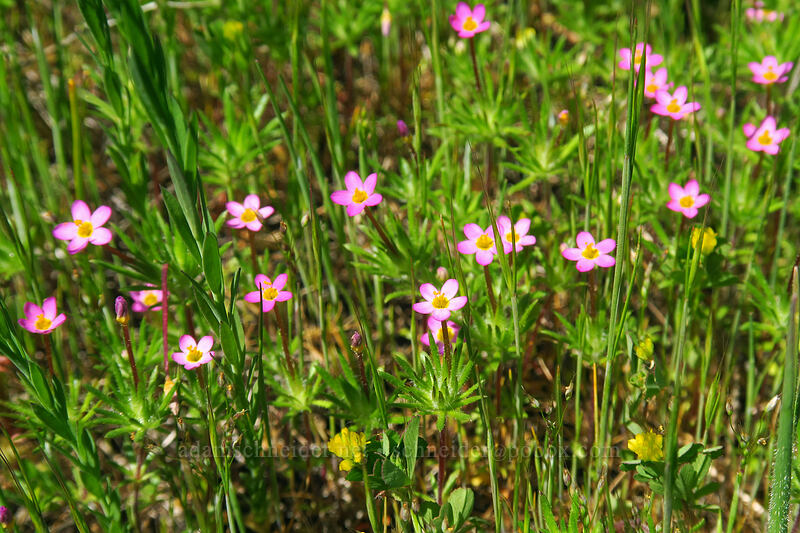 true baby-stars (Leptosiphon bicolor (Linanthus bicolor)) [Baskett Slough NWR, Polk County, Oregon]