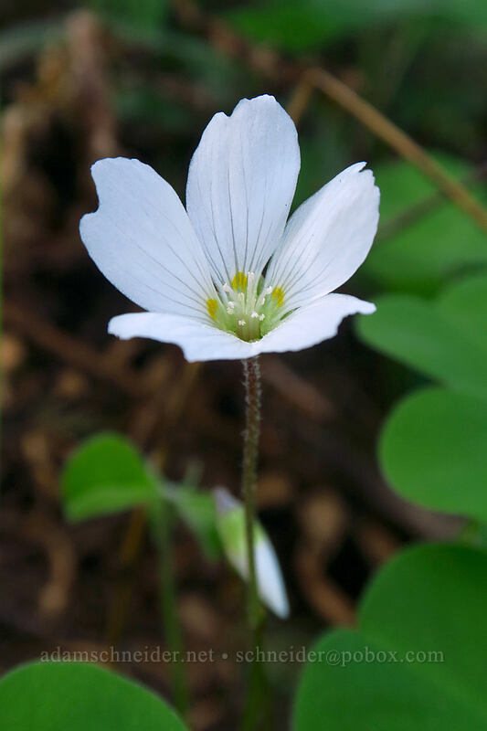 redwood sorrel (Oxalis oregana) [Drift Creek Falls Trail, Siuslaw National Forest, Lincoln County, Oregon]