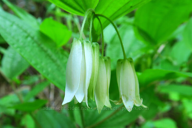 Smith's fairy bells (Prosartes smithii (Disporum smithii)) [Drift Creek Falls Trail, Siuslaw National Forest, Lincoln County, Oregon]
