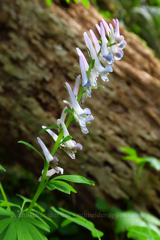 western corydalis (Corydalis scouleri) [Drift Creek Falls Trail, Siuslaw National Forest, Lincoln County, Oregon]