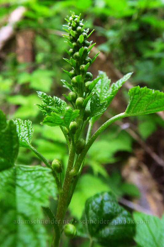 stink currant, budding (Ribes bracteosum) [Drift Creek Falls Trail, Siuslaw National Forest, Lincoln County, Oregon]